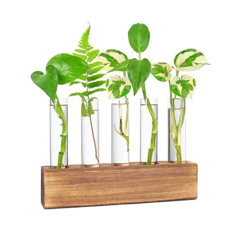 KAXYEW Desktop Glass Plant Propagation Station Test Tube Plant Terrarium in Wooden Stand for ...