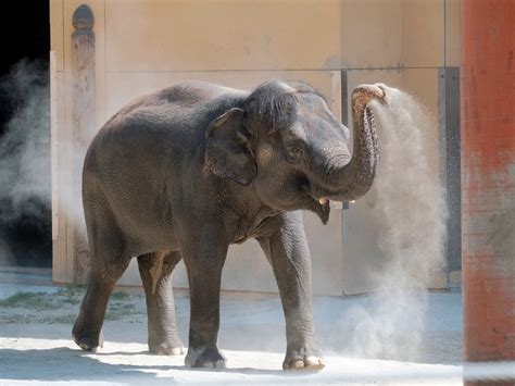 Elephant, 53, Dies At Los Angeles Zoo | Los Angeles, CA Patch