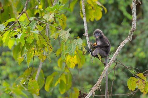 Dusky leaf monkey Habitat - Francis J Taylor Photography