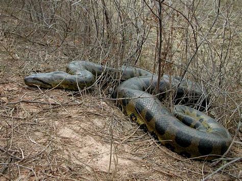 World Amazing Green Anaconda - Giant Anaconda Facts | World Amazing Records