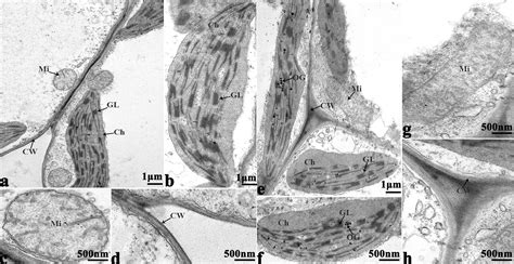 Frontiers | Physiological and Biochemical Mechanisms and Cytology of ...