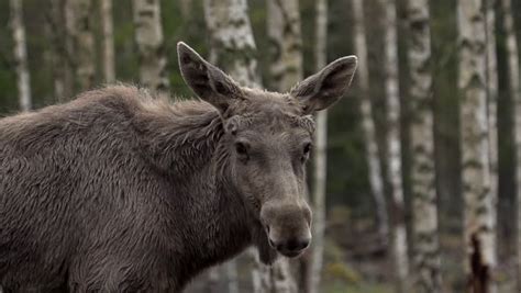 moose sweden Stock Footage Video (100% Royalty-free) 6181037 | Shutterstock