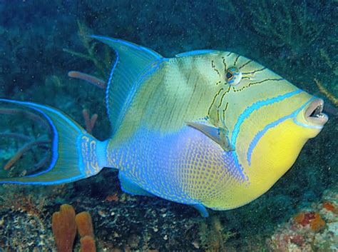 Queen Triggerfish - Fishes World - HD Images & Free Photos