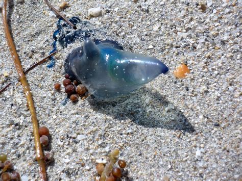 Blue bottle jellyfish | florathexplora | Flickr