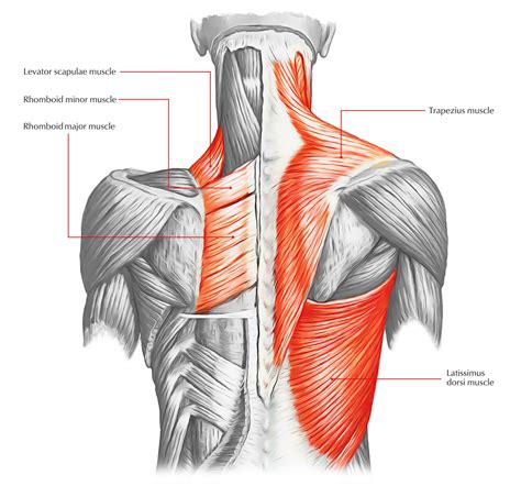 High Back Muscles Diagram : Labeled Muscle Diagram Chart Free Download ...