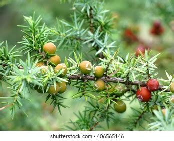 Juniper Juniperus Communis Red Green Berries Stock Photo 406565146 | Shutterstock