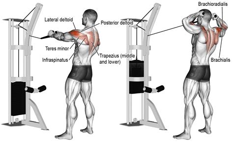 Comment effectuer le face-pull ? | Face pull exercise, Workout guide ...