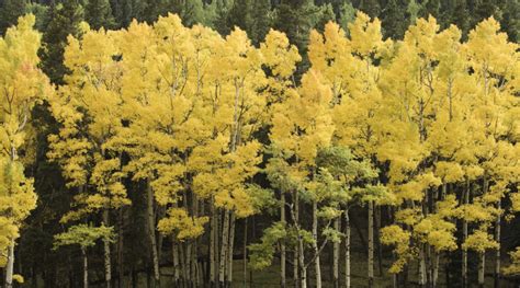 Best Fall Color in Colorado: Where to See Foliage, Minus the Crowds