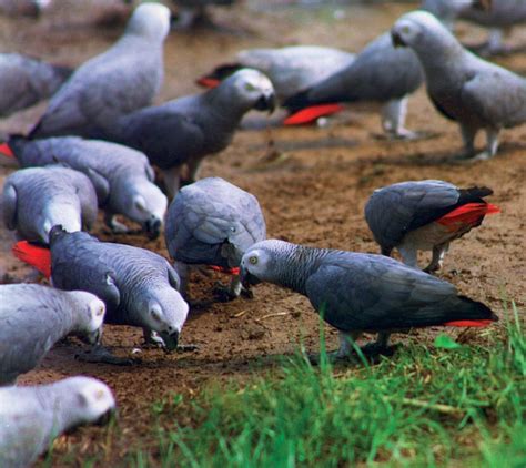 African Grey Parrot Latest Facts And Pictures | All Wildlife Photographs