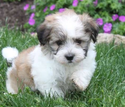 Teacup Havanese Puppies For Sale Florida / Havanese puppies for sale Florida | Buy puppies from ...