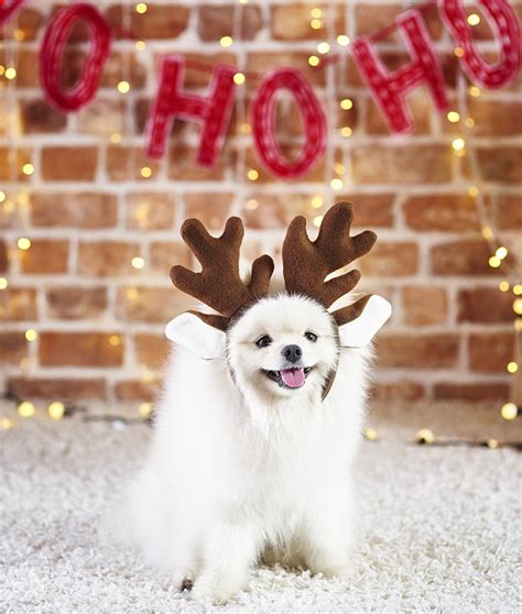 44 Best Dog Christmas Sweaters: Outfits & Ugly Sweaters