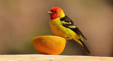 Bird of the Week – The Western Tanager – Pajarito Environmental Education Center