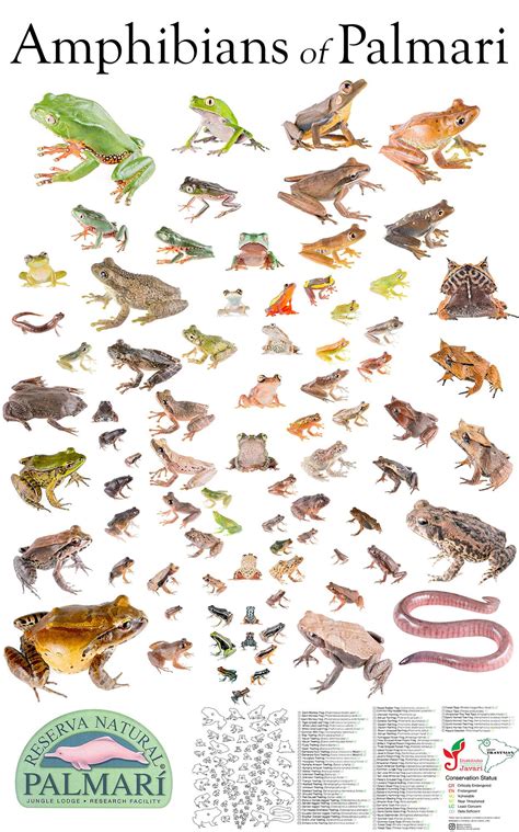 Reserva Natural Palmari - Illustrations and species list of frogs, toads, salamanders and caecilians