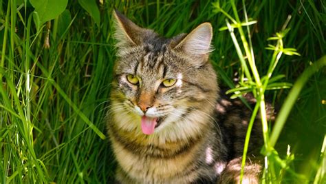 Why Is My Cat Panting? 9 Possible Reasons | BetterVet