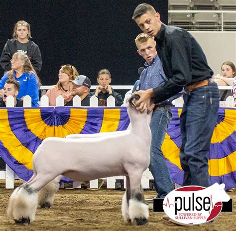 2023 Indiana State Fair | Overall Market Lamb | The Pulse