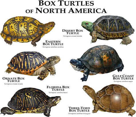 Box Turtles of North America by rogerdhall on DeviantArt