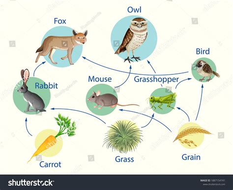 African Savanna Food Chain Diagram