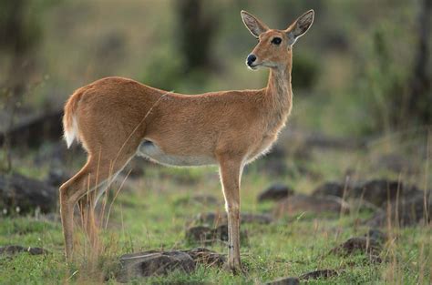 Reedbuck | Description, Types, Weight, & Facts | Britannica