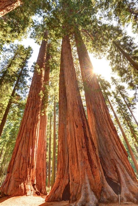 Sequoia National Park, California Giant Sequoia Trees, Giant Tree, Big Tree, Redwood Tree ...