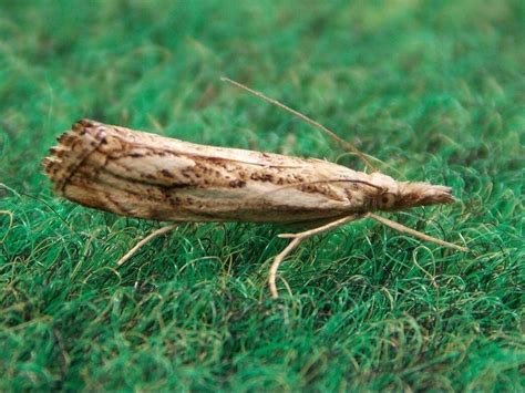 Crambidae Micro Moths - BRITISH NATURE GUIDE