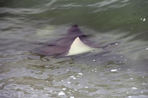 Cownose Stingray – "OCEAN TREASURES" Memorial Library