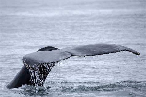 Mysterious new species of black whale discovered in the Pacific ...