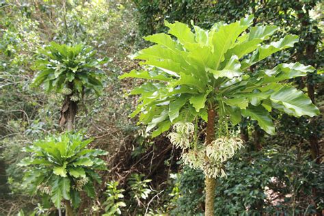 Cyanea superba in the Waiʻanae Mountains | Hawaiian Forest