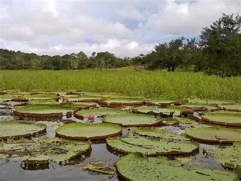 Amazon Destinations (Manaus) - All You Need to Know BEFORE You Go