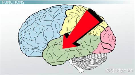 Temporal Lobe | Overview, Functions & Location - Lesson | Study.com