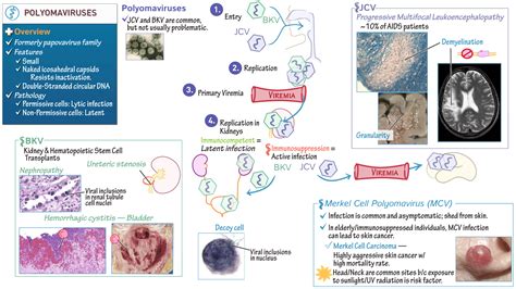 Immunology / Microbiology: Polyomaviruses | Draw It to Know It