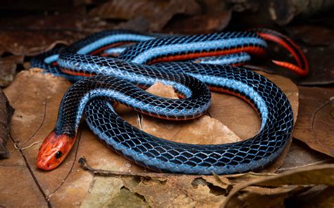 Malayan Blue Coral Snake - Calliophis intestinalis — HongKongSnakeID.com