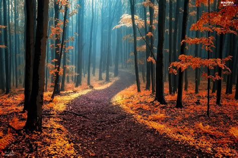 Path, autumn, viewes, Fog, trees, forest - Beautiful views wallpapers: 1920x1275