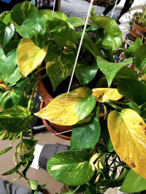 9 Reasons Why Your Pothos Has Yellow Leaves (and How to Fix It)