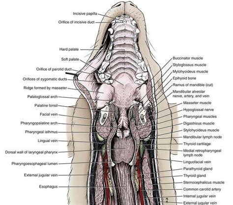 Soft Tissues of the Oral Cavity | Vet medicine, Vet tech student, Dog ...