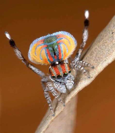 _MG_8646 peacock spider Maratus volans - a photo on Flickriver