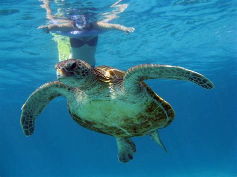 The 10 Best Places to Snorkel in Australia