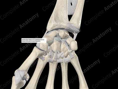 Articular Area of Capitate Bone | Complete Anatomy