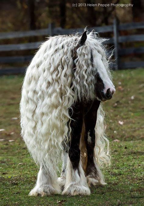 20 Funny Photos of Animal with Long Hair – Design Swan