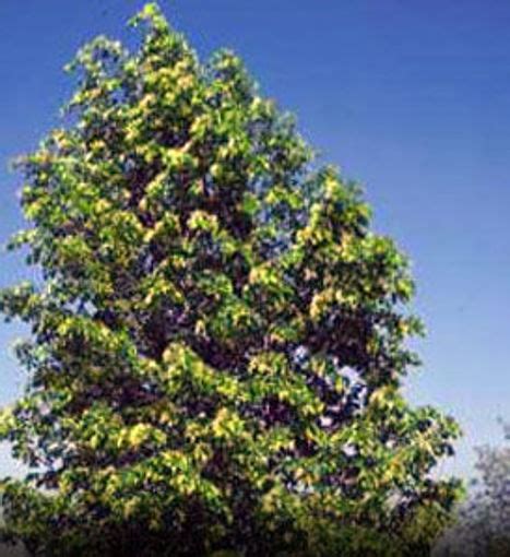 Buy affordable Hybrid Poplar trees at our online nursery - Arbor Day ...