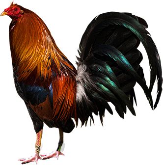 Benefits - Modern Game Fowl - (350x390) Png Clipart Download ...