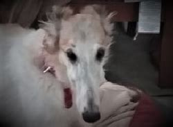 National Borzoi Rescue Foundation | Borzoi, Small pets, Rescue