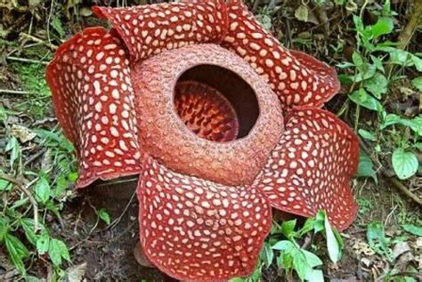 Bunga Rafflesia di Agam Terbesar Dunia | Republika Online