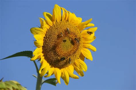 coevolution between bees and flowers | Backyard bee, Backyard beekeeping, Backyard farming