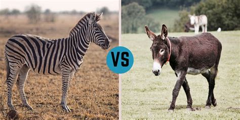 Donkey Zebra Horse