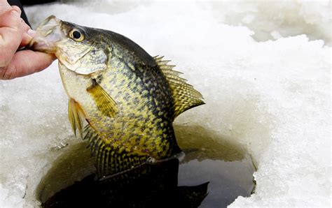 Ice Fishing for Crappie: Tips and Tricks - Fishmasters.com