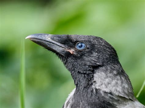 Baby Crows: All You Need to Know (with Pictures) | Birdfact