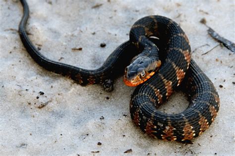 "Florida Banded Watersnake" by Rebecca Cruz | Redbubble