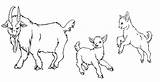 National Pygmy Goat Association Sketch Coloring Page sketch template