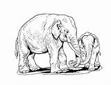 5 Elephant Coloring Pages  The Graphics Fairy sketch template