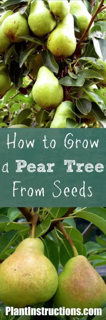 How to Grow a Pear Tree From Seeds - Plant Instructions